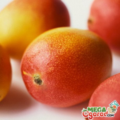 Характеристика манго як екзотичного фрукта