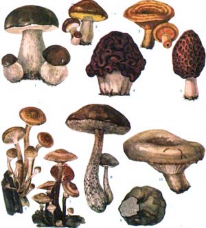 Їстівні гриби: 1 - білий гриб (боровик);  2 - маслюк;  3 - рижик;  4 - строчок;  5 - сморчок;  6 - опеньки осінні;  7 - опеньки літні;  8 - підберезник;  9 - трюфель;  10 - грузді;