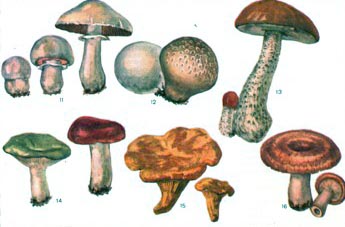 Їстівні гриби: 11 - печериця;  12 - дощовик;  13 - підосичники 14 - сироїжки;  15 - лисичка;  16 - волнушка