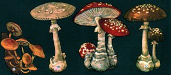 Отруйні гриби: 17 - несправжні опеньки;  18 - бліда поганка;  19 - червоний мухомор;  20 - пантерний мухомор