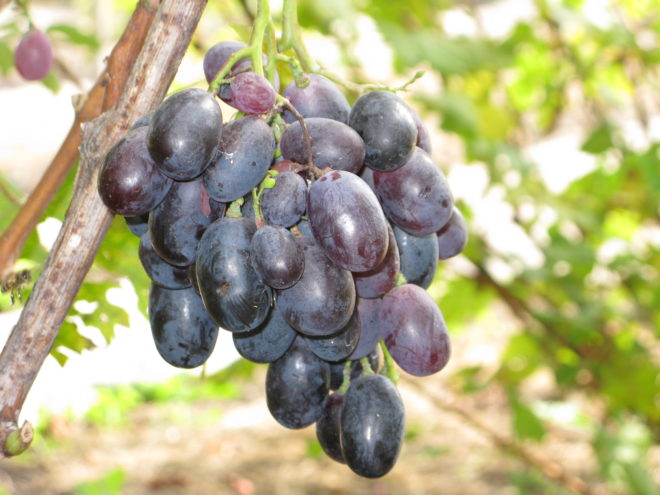 Селекціонер-аматор, Василь Ульянович Капелюшний створив свого часу унікальну колекцію виноградних сортів, в числі яких Орда