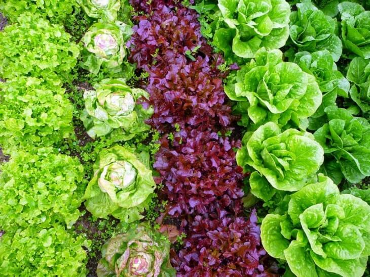 Листовий салат широко поширена зелена культура