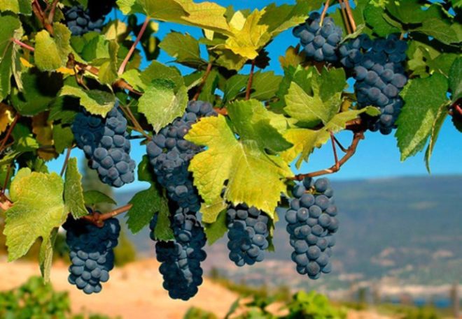 Промислові обсяги випуску продуктів з різних сортів винограду з кожним роком зростають