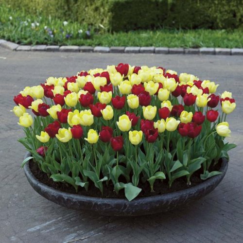 Тюльпани чудово виглядають окремими групами і в поєднанні з іншими рослинами