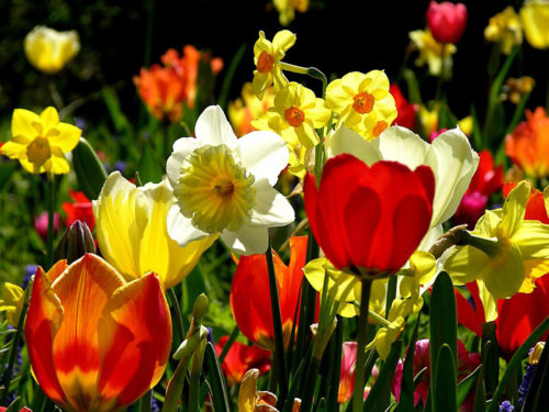 Тюльпани гармонійно поєднуються з іншими весняними цибулинними: нарцисами, ірисами, гіацинтами, пролісками