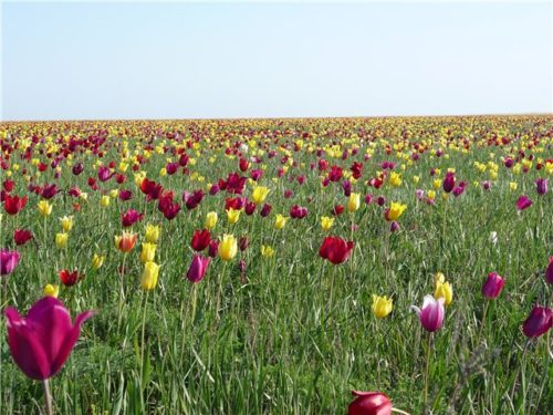 Садові тюльпани налічують понад 80 видів і близько 10 тисяч сортів