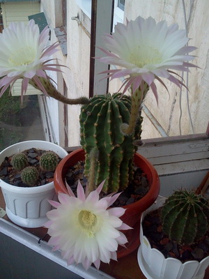 Як видно на фото, при догляді за домашніми кактусами ставити рослини потрібно у нижній частині вікна: