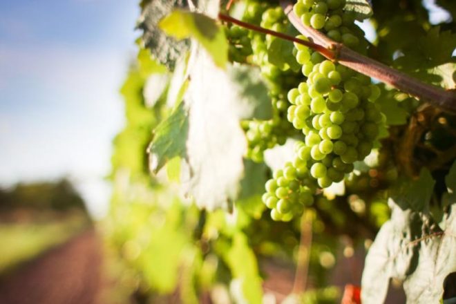 Останнім часом вирощують виноград навіть в суворих умовах північних областей Російської Федерації