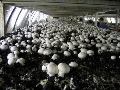 Вирощування грибів в теплиці - перспективна галузь сільського господарства