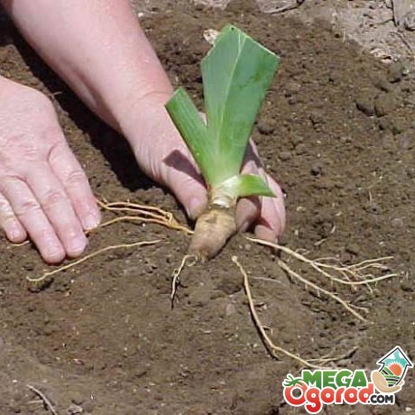 Вимоги до вирощування кореневих ірисів
