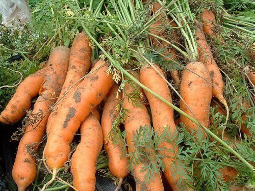 Але ці різновиди Морковина насправді кращі в умовах Підмосков'я, вони дають перевірений, стабільно високий урожай