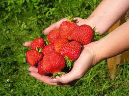 Бізнес на вирощуванні полуниці на присадибній ділянці і в домашніх умовах може стати одним із способів самореалізації