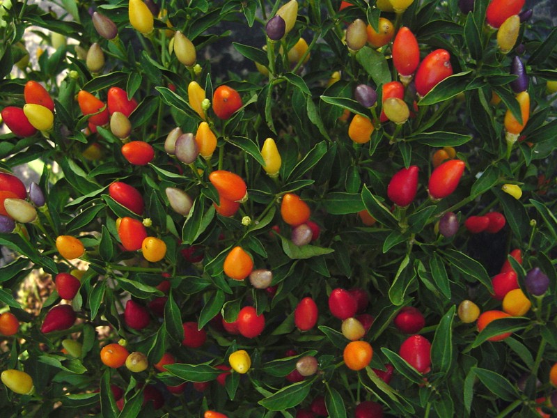Плоди декоративного (гострого) перцю бувають різних кольорів і форм