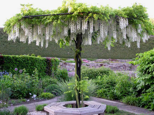 Гліцинія - це мрія кожного садівника, оскільки вона є однією з найбільш приголомшливих повзучих рослин