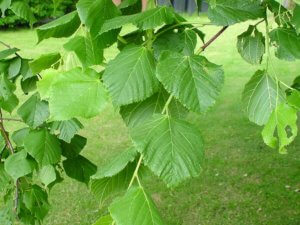 Липа пухнаста - одна з найкрасивіших дерев, використовувана в озелененні декоративного характеру