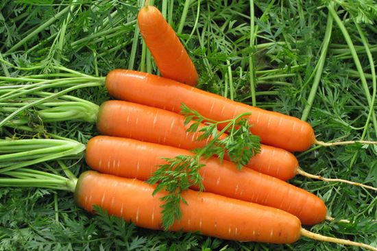 Морква посівна є дворічна рослиною і відноситься до підвиду моркви дикої