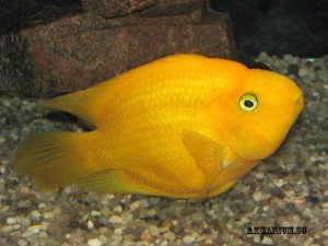 Червоний папуга - дуже рухлива рибка з грайливим і забавним характером, тому потребує вільному просторі, необхідному їй для плавання
