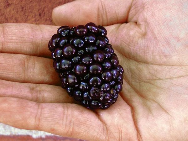 Ще один сорт від вчених Арканзасу подарує садівникам неймовірно великі ягоди, які можна назвати рекордними