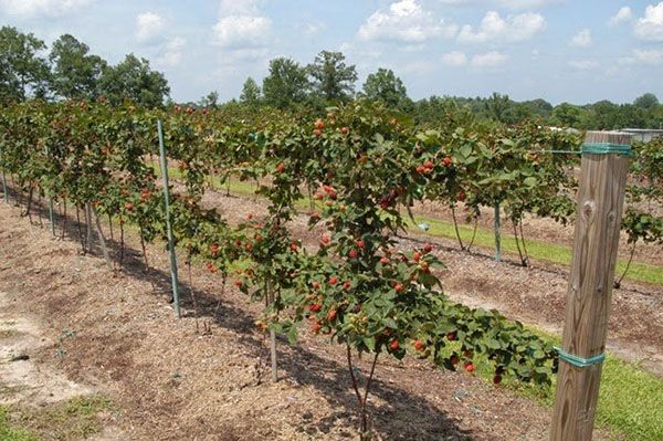 Оскільки для виведення сортовий ягоди використовувалося кілька різновидів, багаторічні чагарники мають різну будову і типи плодоношення