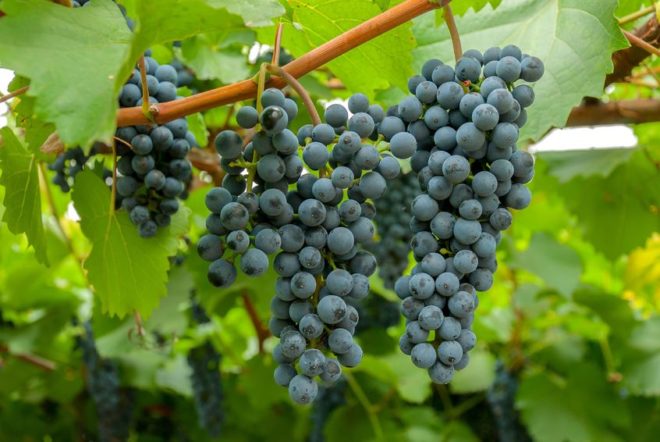 Не всі виноградні сорти характеризуються універсальністю і підходять для вирощування в будь-яких кліматичних умовах