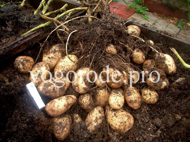 Урожай з одного куща картоплі 7